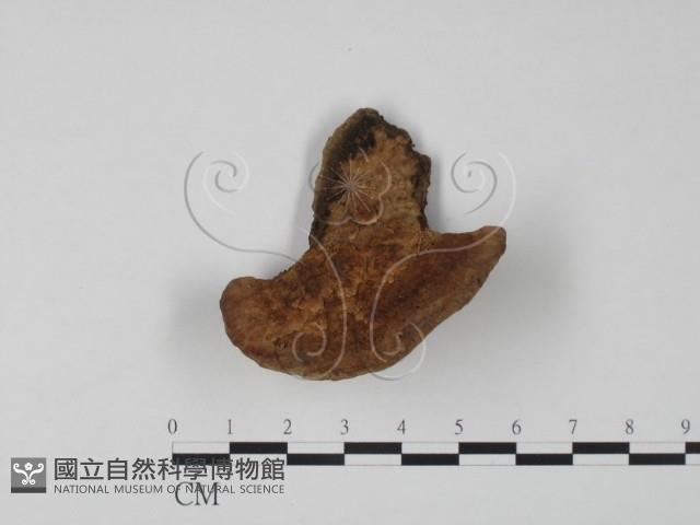 登錄號:F0016496藏品圖，第1張