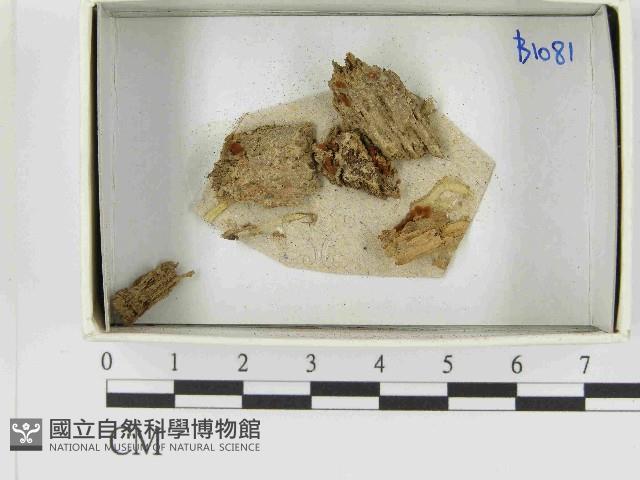 登錄號:F0021496藏品圖，第1張