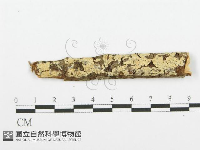 齒耳菌屬藏品圖，第1張