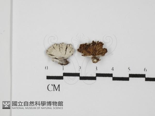 裂褶菌藏品圖，第1張