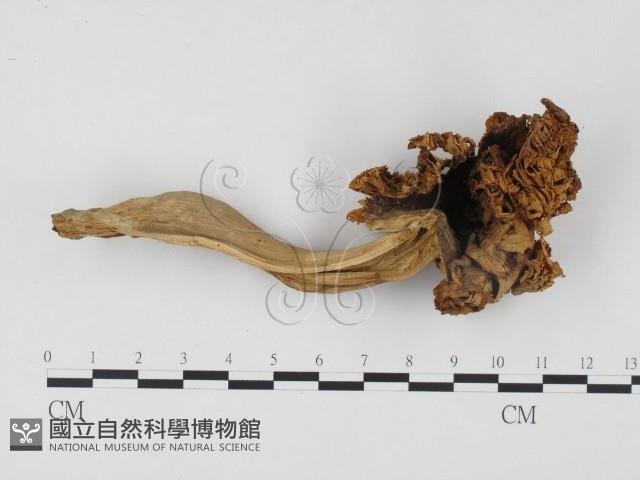 登錄號:F0024496藏品圖，第1張