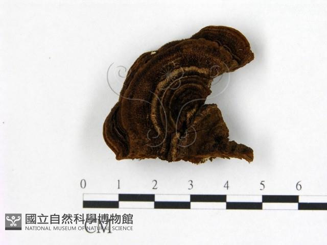 纖孔菌屬藏品圖，第1張