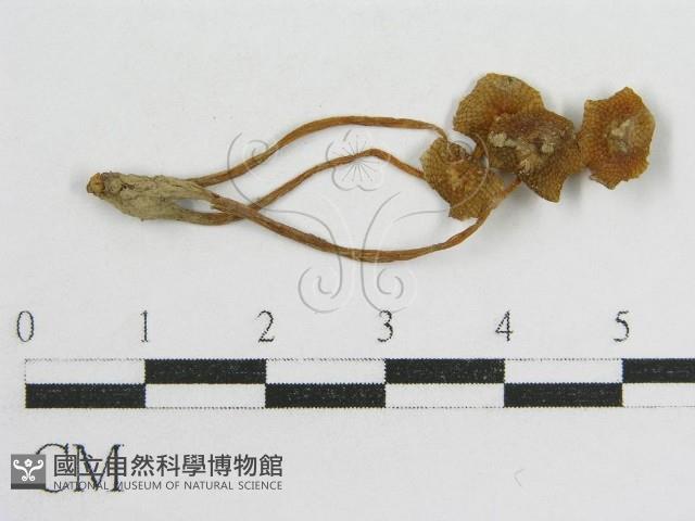 登錄號:F0012496藏品圖，第1張