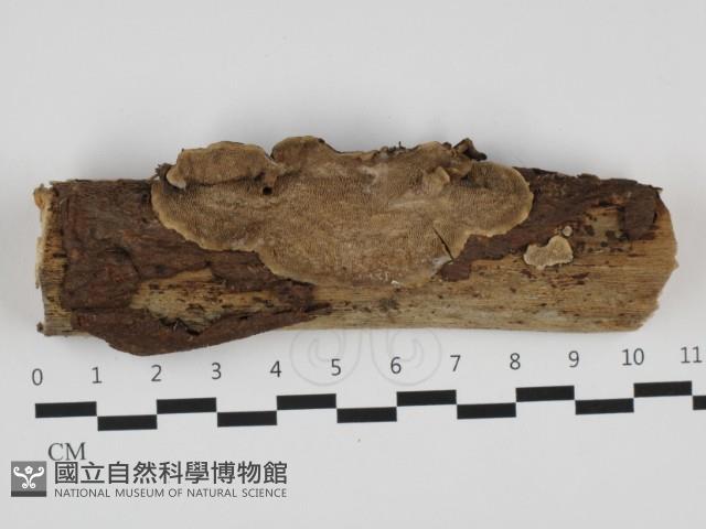 登錄號:F0032496藏品圖，第1張