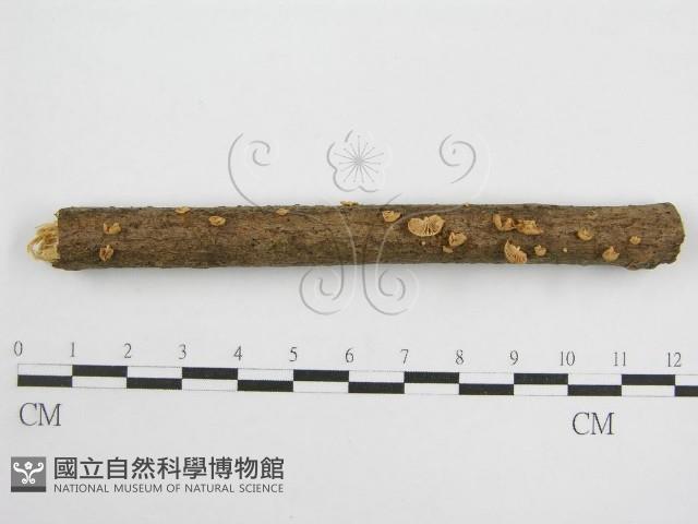 微皮傘屬藏品圖，第1張