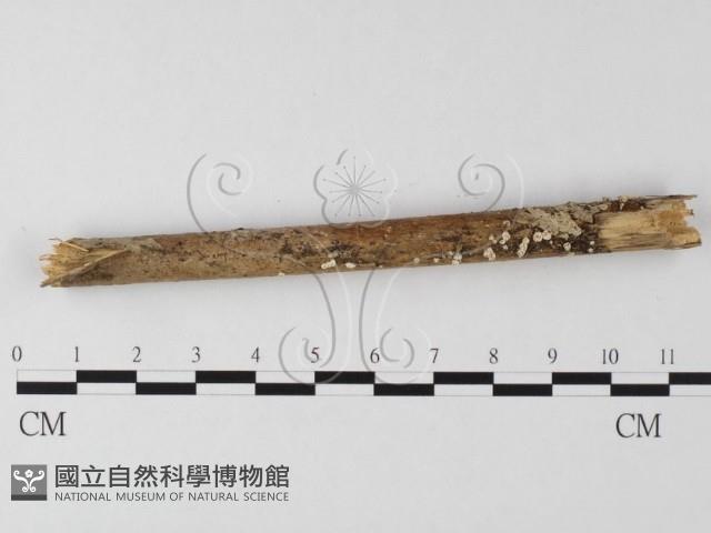 登錄號:F0025496藏品圖，第1張