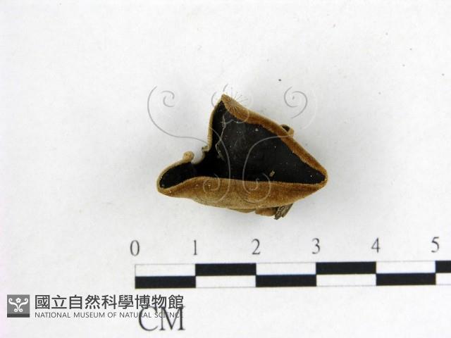 毛木耳藏品圖，第1張