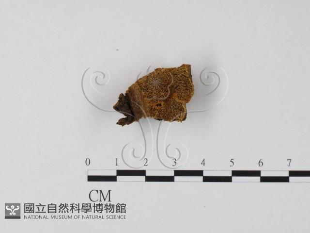 登錄號:F0009496藏品圖，第1張