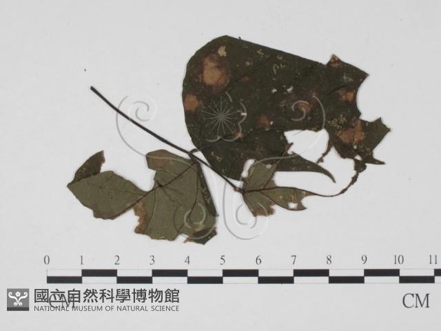 登錄號:F0019496藏品圖，第1張