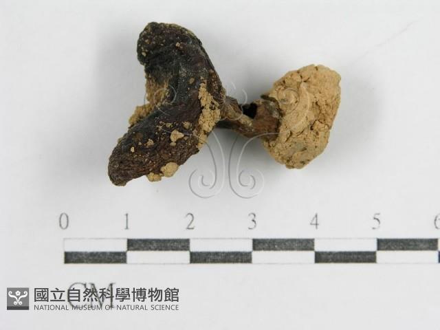 登錄號:F0003496藏品圖，第1張