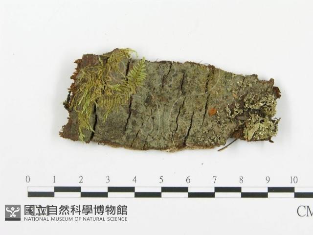 登錄號:F0013496藏品圖，第1張