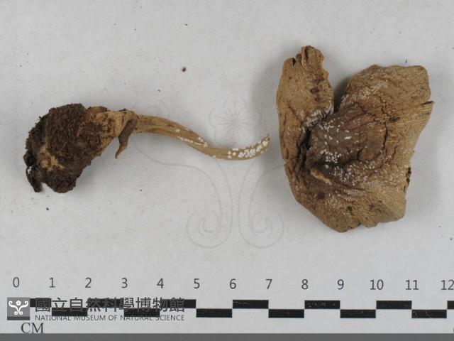 登錄號:F0033496藏品圖，第1張