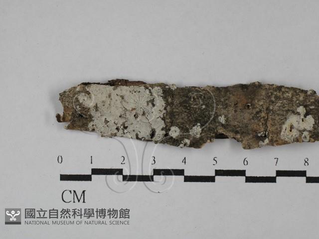 冇骨消絲齒菌藏品圖，第1張