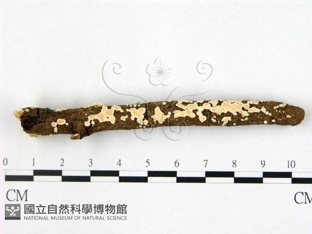 登錄號:F0020796藏品圖，第1張