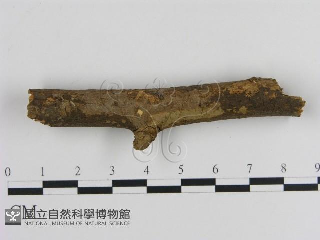 刺革菌屬藏品圖，第1張