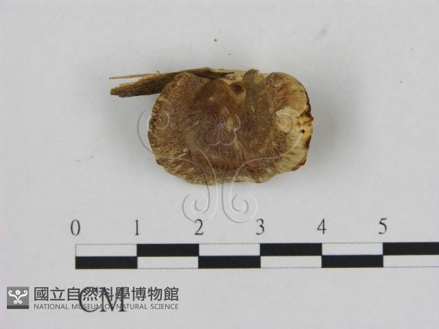 登錄號:F0010796藏品圖，第1張