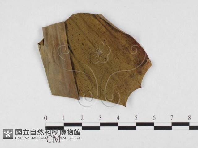 登錄號:F0026796藏品圖，第1張