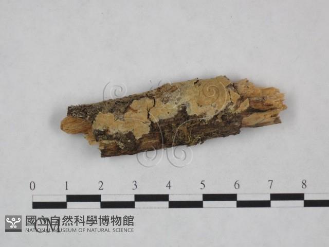 登錄號:F0021796藏品圖，第1張