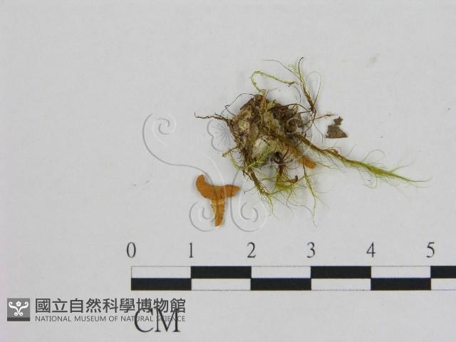 小菇屬藏品圖，第1張