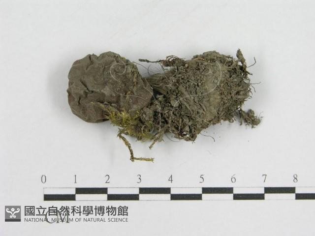 登錄號:F0004796藏品圖，第1張