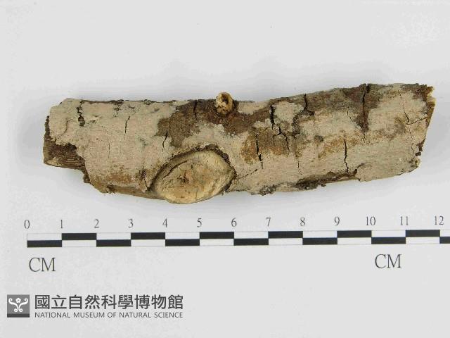 刺皮菌屬藏品圖，第1張