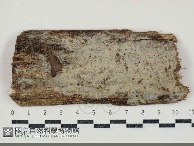 剛毛絲皮菌藏品圖，第1張