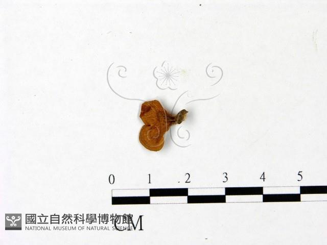 登錄號:F0022796藏品圖，第1張