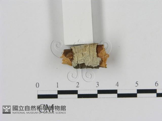 登錄號:F0002796藏品圖，第1張