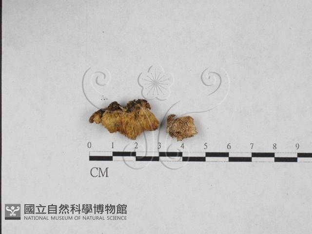 多孔菌屬藏品圖，第1張