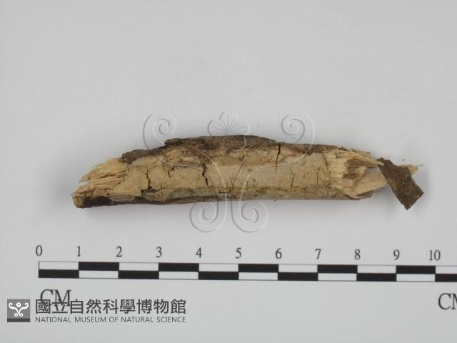 登錄號:F0007796藏品圖，第1張