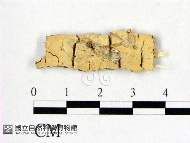 登錄號:F0017796藏品圖，第1張