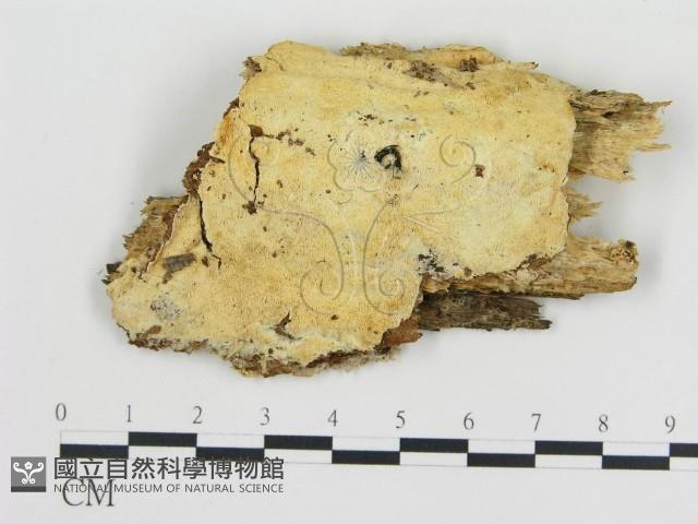 登錄號:F0005796藏品圖，第1張