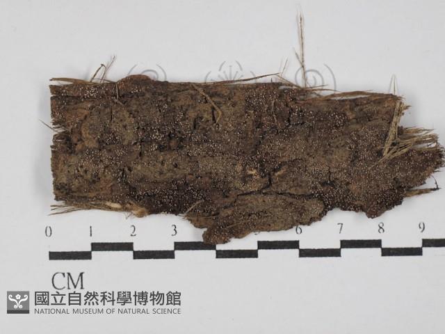 登錄號:F0029796藏品圖，第3張