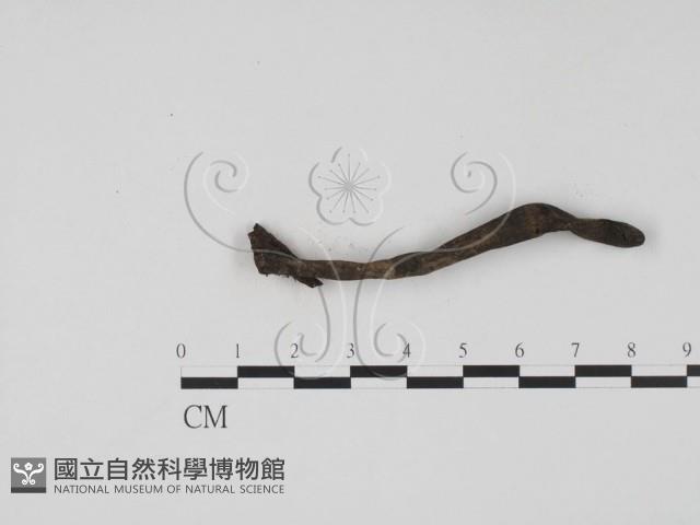 登錄號:F0009796藏品圖，第1張