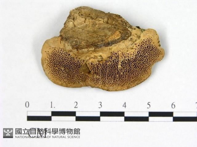 登錄號:F0019796藏品圖，第1張