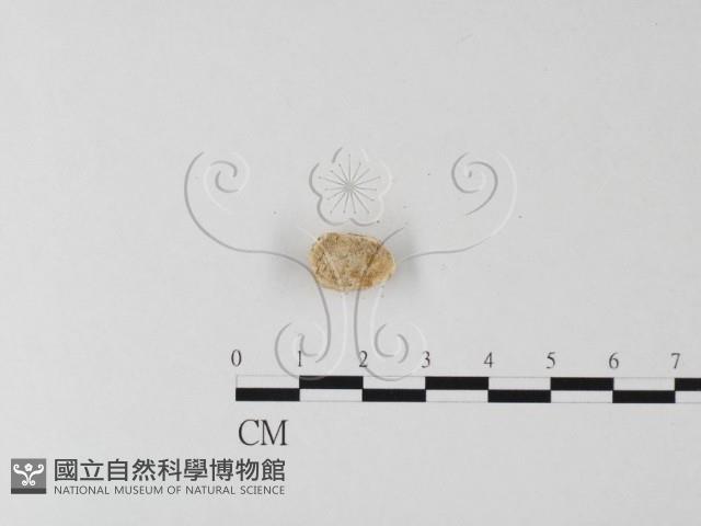 多年臥孔菌屬藏品圖，第1張