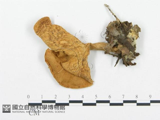 杯傘屬藏品圖，第1張