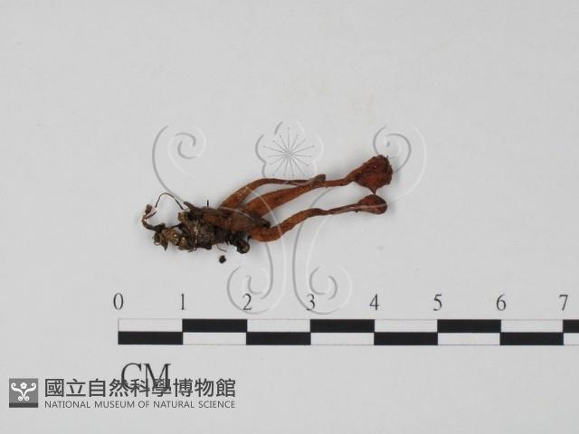 登錄號:F0013796藏品圖，第1張