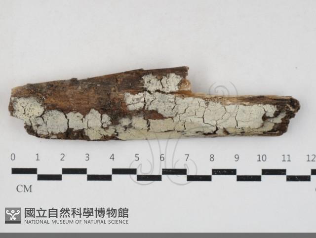 登錄號:F0033796藏品圖，第1張