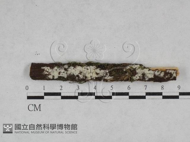 絲齒菌屬藏品圖，第1張