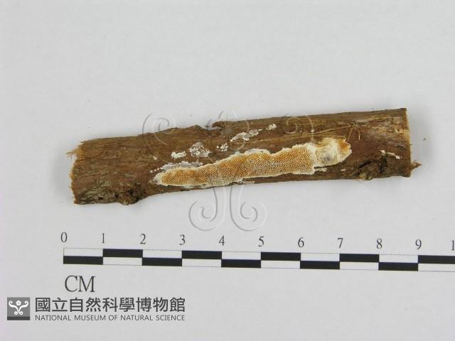 登錄號:F0008596藏品圖，第1張