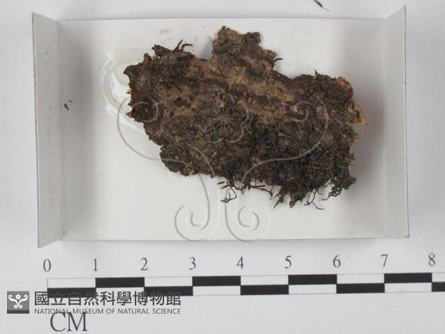 登錄號:F0020596藏品圖，第1張