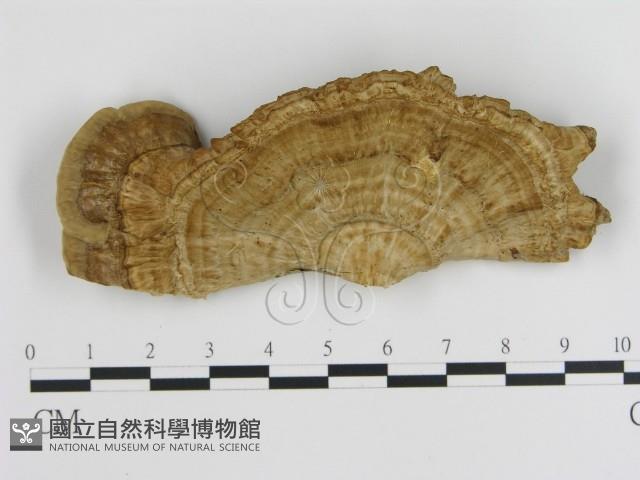 登錄號:F0010596藏品圖，第1張