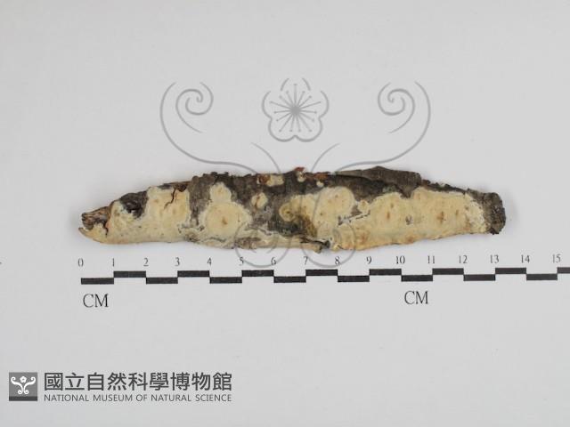 登錄號:F0030596藏品圖，第1張