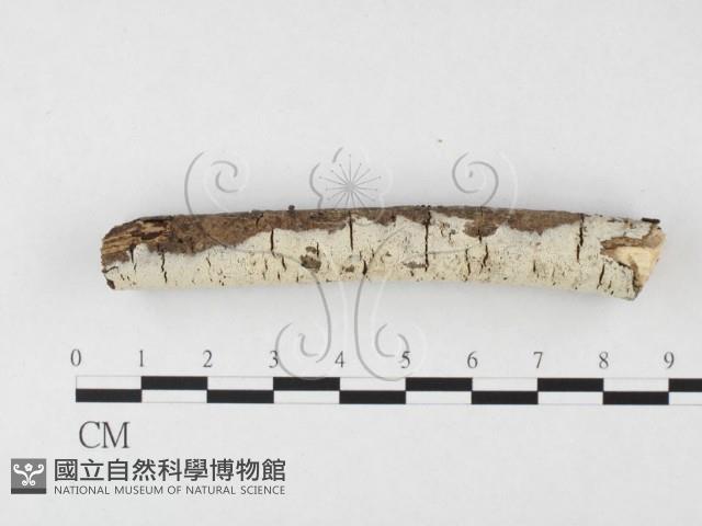 剛毛絲皮菌藏品圖，第1張