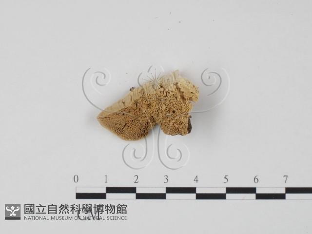 偏腫栓菌藏品圖，第1張