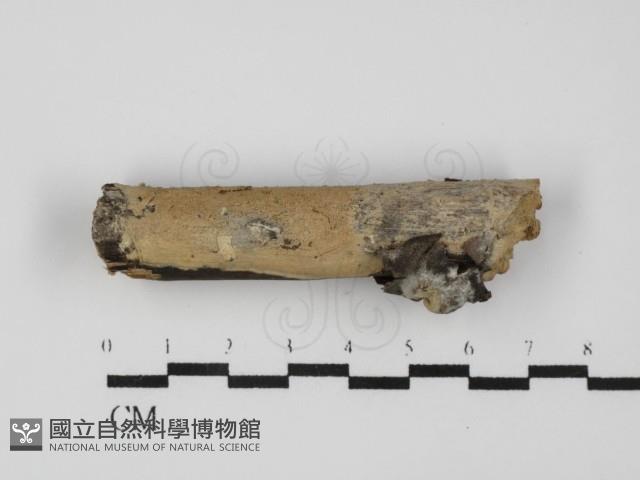 射脈菌屬藏品圖，第1張