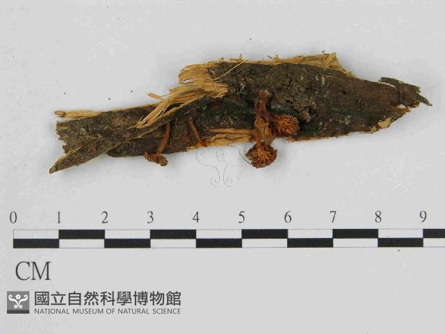 小菇屬藏品圖，第1張