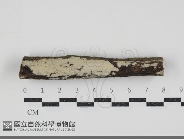 齒耳菌屬藏品圖，第1張