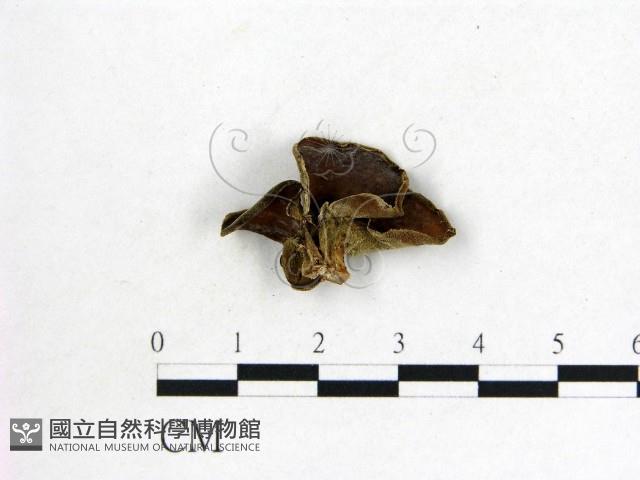 毛木耳藏品圖，第1張